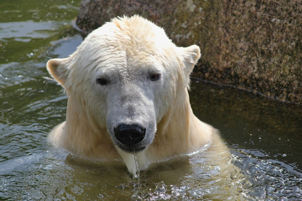 Im kalten Wasser badender Eisbär, starke Gesundheit, robust-immun, robust, immun